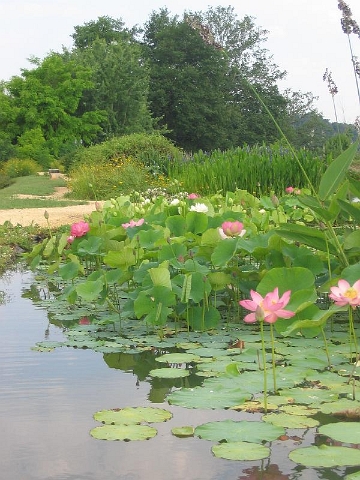 les jardins d'eau 030